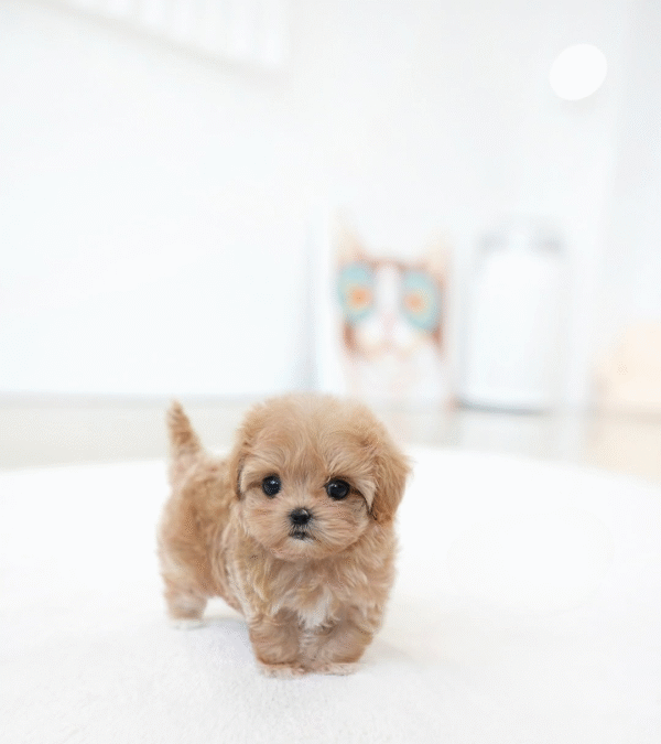 Maltipoo Puppy  ( Jax)