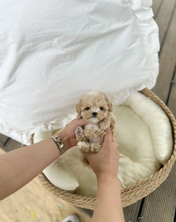 Maltipoo Puppy  ( Morgan)