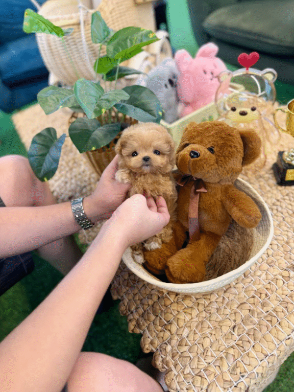 Maltipoo Puppy  ( Ginger)