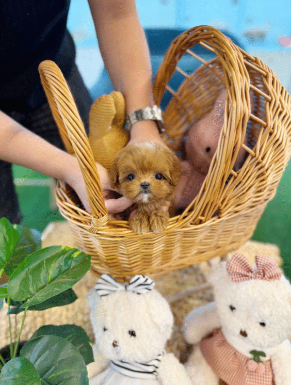 Maltipoo Puppy  ( Layla)