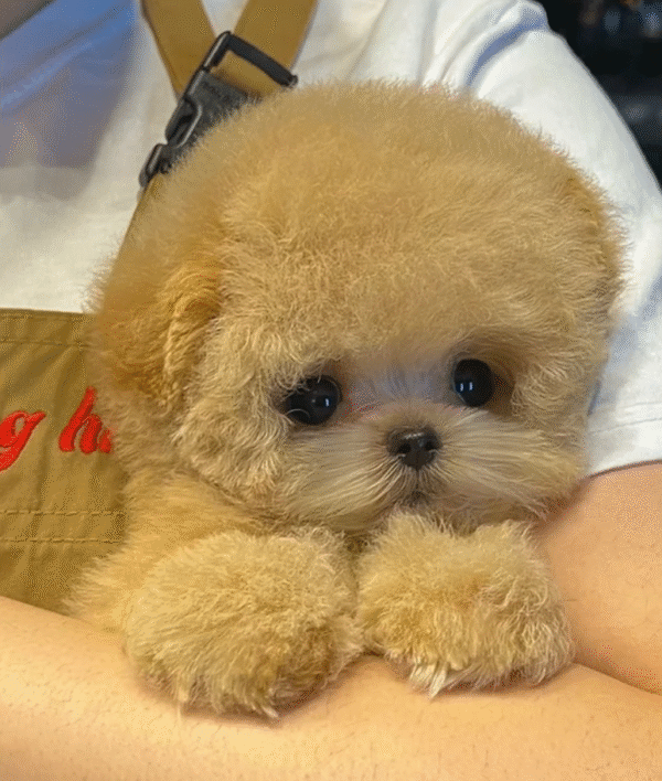 Maltipoo Puppy  ( Baloo )