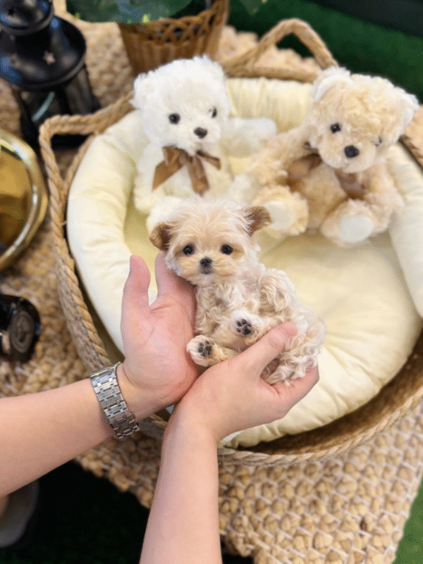 Maltipoo Puppy  ( Winnie)