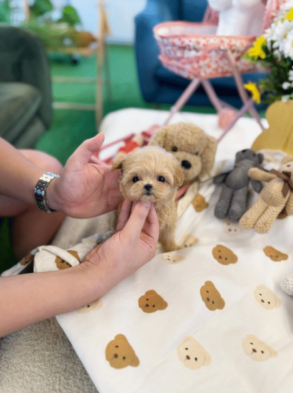 Maltipoo Puppy  ( Sasha)