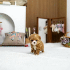 Maltipoo Puppy  ( Tina)