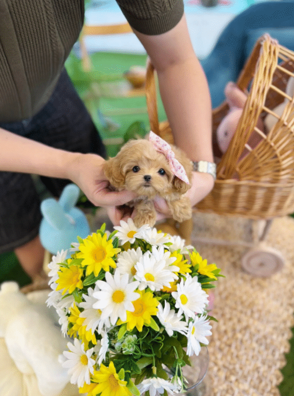 Maltipoo Puppy  ( Henry)