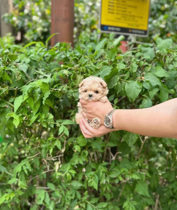 Maltipoo Puppy  ( Jessie)